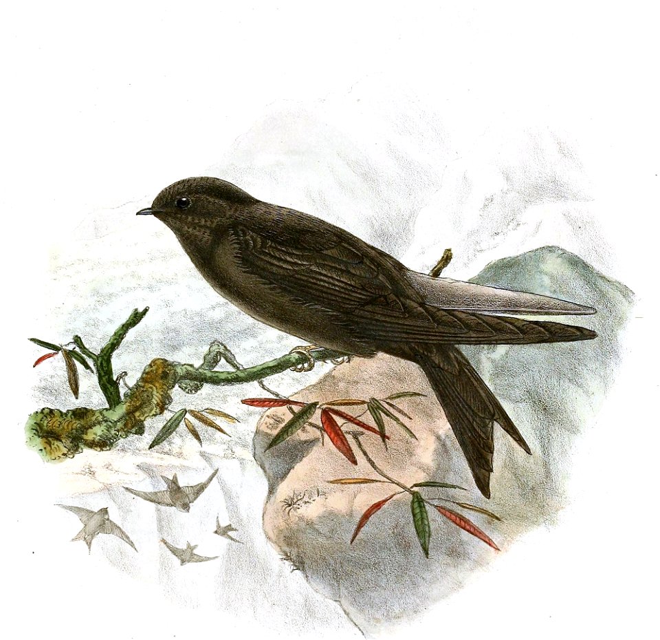 « Psalidoprocne fuliginosa » = Psalidoprocne fuliginosa (Mountain Saw-wing)