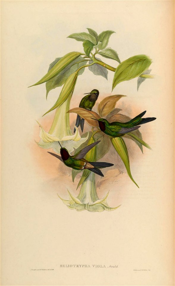 Heliotrypha viola = Heliangelus viola [1]