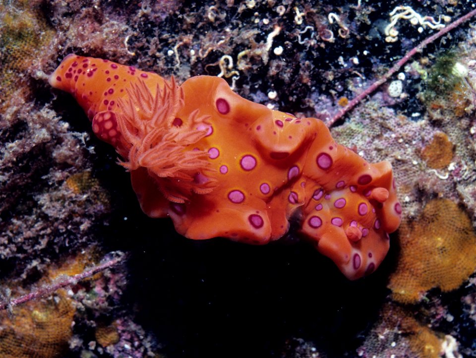 Ceratosoma brevicaudatum

Image ID: rikr0066, NOAA's Coral Kingdom Collection