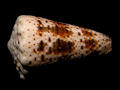 Conus imperialis Linnaeus, 1758 ; Indonesia