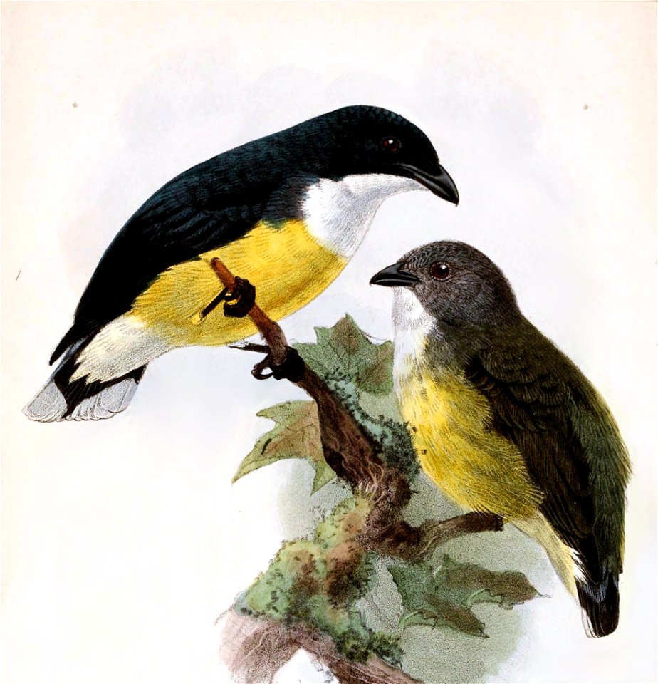 English:  « Prionochilus vincens » = Dicaeum vincens (Legge's Flowerpecker) - male and femaleFrançais :  « Prionochilus vincens » = Dicaeum vincens (Dicée 