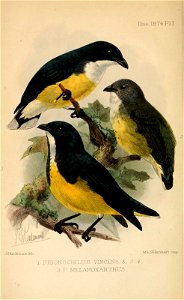 English:  
1. & 2. « Prionochilus vincens » = Dicaeum vincens (Legge's Flowerpecker) - male and female
3. « Prionchilus melanoxanthus » = Dicaeum melanoxanthum (Yellow