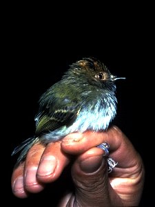 Scale-crested Pygmy-tyrant (Lophotriccus pileatus). Originally mistakenly identified as Hemitriccus granadensis.