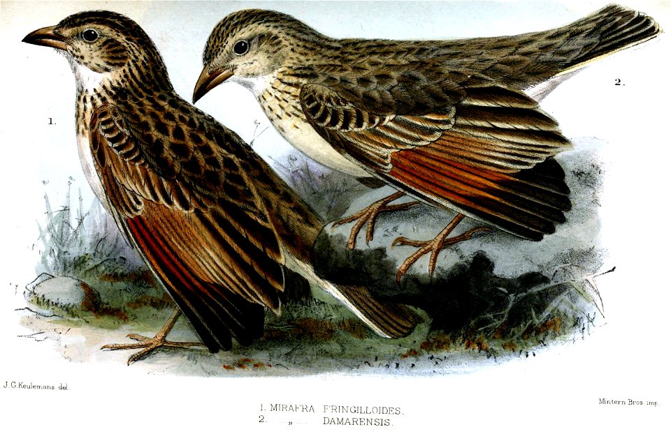 Mirafra "fringilloides" (typo on plate; see accompanying text) = Mirafra fringillaris (Sundevall, 1850) = Spizocorys fringillaris
Mirafra damarensis Sharpe, 1875 = Mirafra fasciolata damarensis