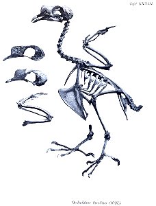 Oedirhinus insolitus = Ptilinopus insolitus insolitus[1]
