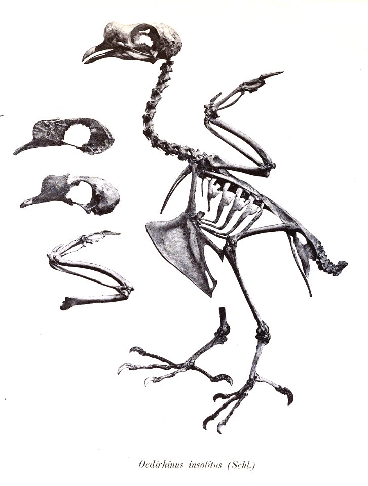 Oedirhinus insolitus