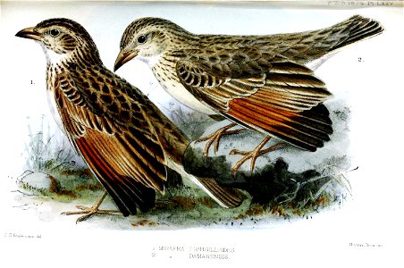 # Mirafra "fringilloides" (typo on plate; see accompanying text) = Mirafra fringillaris (Sundevall, 1850) = Spizocorys fringillaris
Mirafra damarensis Sharpe, 1875 = Mirafra fasciolata damarensis
