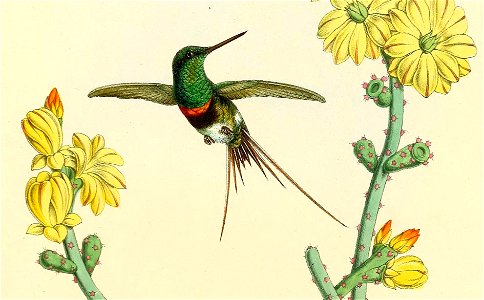 Primnacantha langsdorffi = Discosura langsdorffi[1]