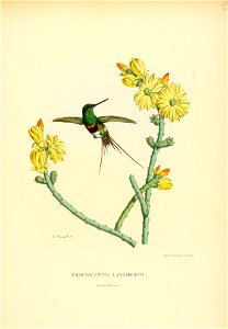 Primnacantha langsdorffi = Discosura langsdorffi[1]
