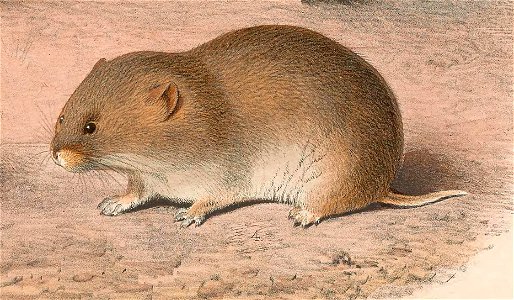 Microtus limnophilus from Plate on the page 271.