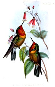 Orange-throated Sunangel males