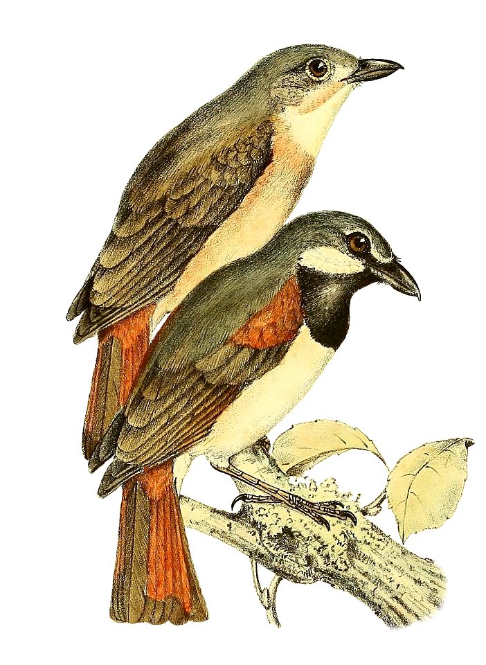 Lanius madagascariensis = Calicalicus madagascariensis (Red-tailed Vanga)