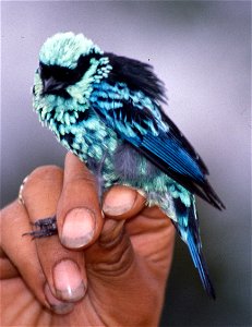 Beryl-spangled Tanager (Tangara nigroviridis) from Ecuador