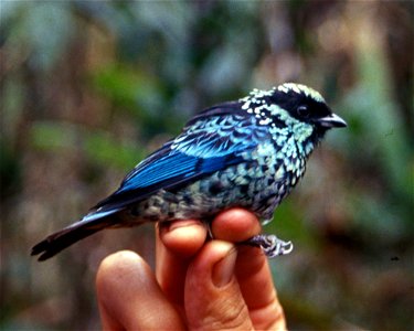 Beryl-spangled Tanager (Tangara nigroviridis) from Ecuador