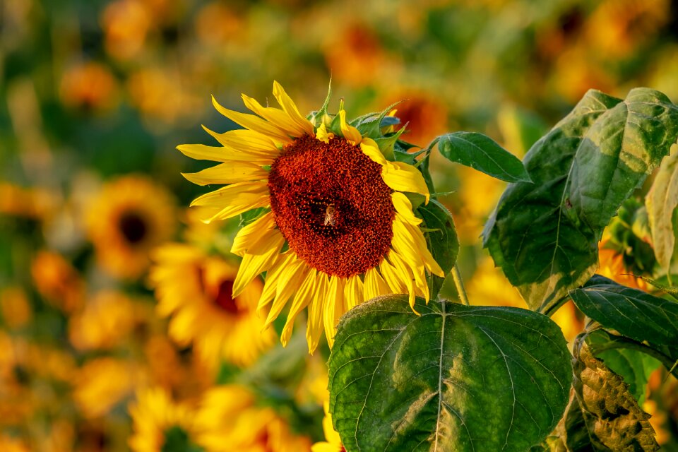 Bloom nature sunflower field