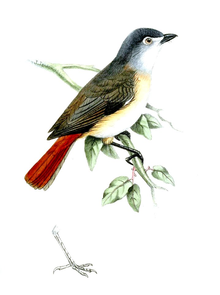 Red-tailed Vanga, female and detail of foot