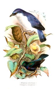 Artamia comorensis, Cinnyris nesophilus