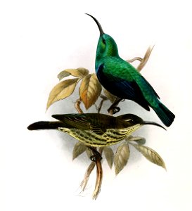 Cinnyris notatus