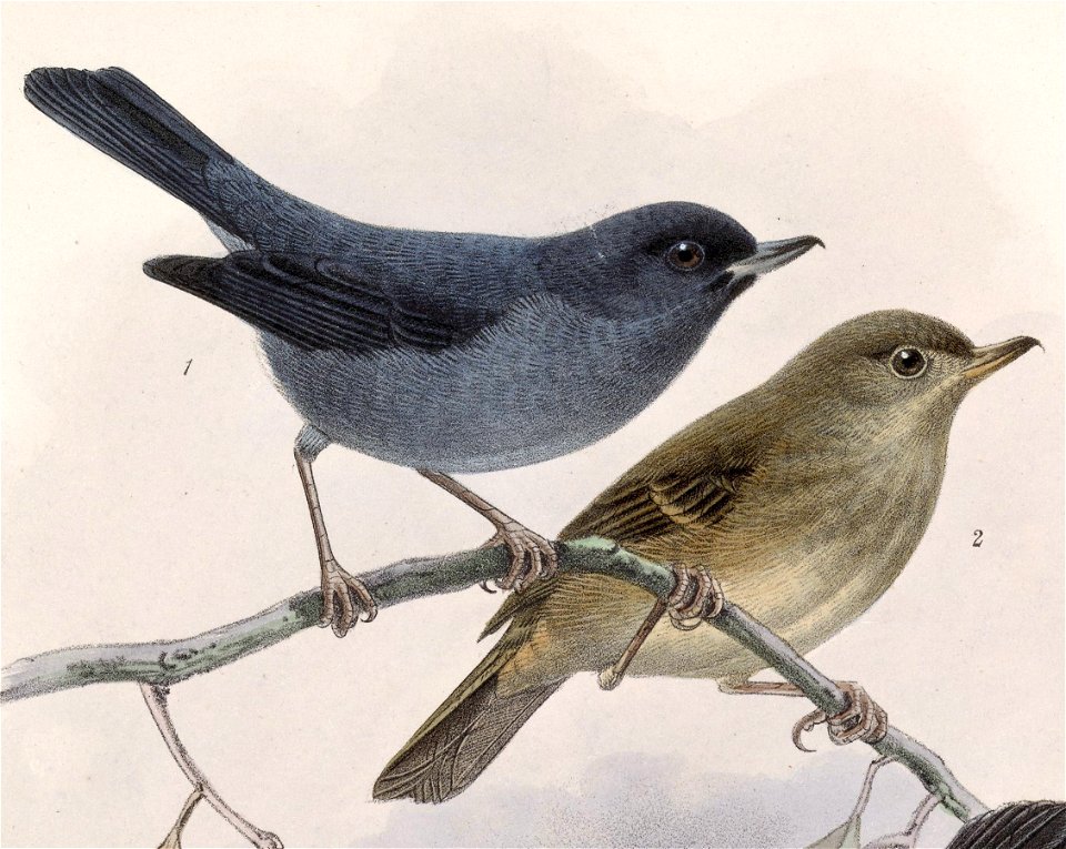 English:  « Diglossa plumbea » = Diglossa plumbea (Slaty Flowerpiercer) - male and femaleFrançais :  « Diglossa plumbea » = Diglossa plumbea (Percefleur ar