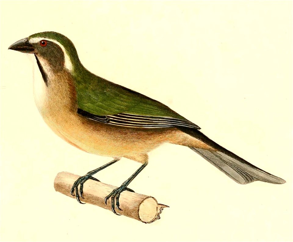 English:  « Saltator similis » = Saltator similis (Green-winged Saltator)Français :  « Saltator similis » = Saltator similis (Saltator olive)