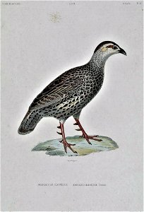 Pternistis clappertoni