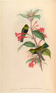 Oreotrochilus melanogaster