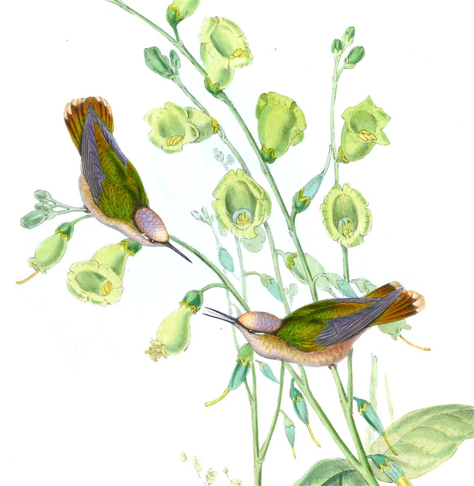Anthocephala floriceps = Syn: Adelomyia floriceps in John Gould's Hummingbirds ISBN 978-1555216610