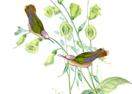 Anthocephala floriceps = Syn: Adelomyia floriceps in John Gould's Hummingbirds ISBN 978-1555216610