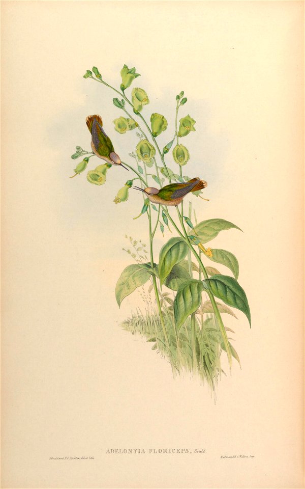 Adelomyia floriceps = Anthocephala floriceps [1]