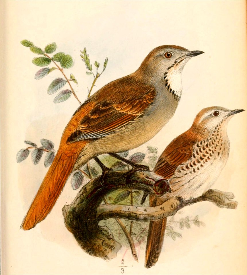 English:  
« Cichladusa arquata » = Cichladusa arquata (Collared Palm Thrush)
« Cichladusa guttata » = Cichladusa guttata (Spotted Palm Thrush)Français :  