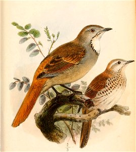 English:  
« Cichladusa arquata » = Cichladusa arquata (Collared Palm Thrush)
« Cichladusa guttata » = Cichladusa guttata (Spotted Palm Thrush)Français :  