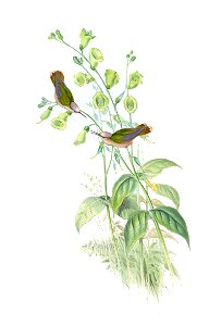Anthocephala floriceps = Syn: Adelomyia floriceps in John Gould's Hummingbirds ISBN 978-1555216610