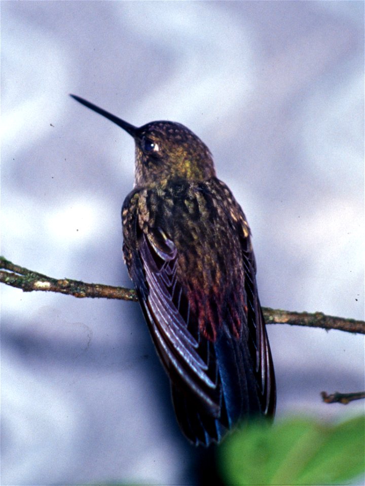 A Greenish Puffleg (Haplophaedia aureliae) from Cordillera del Cóndor, Ecuador.