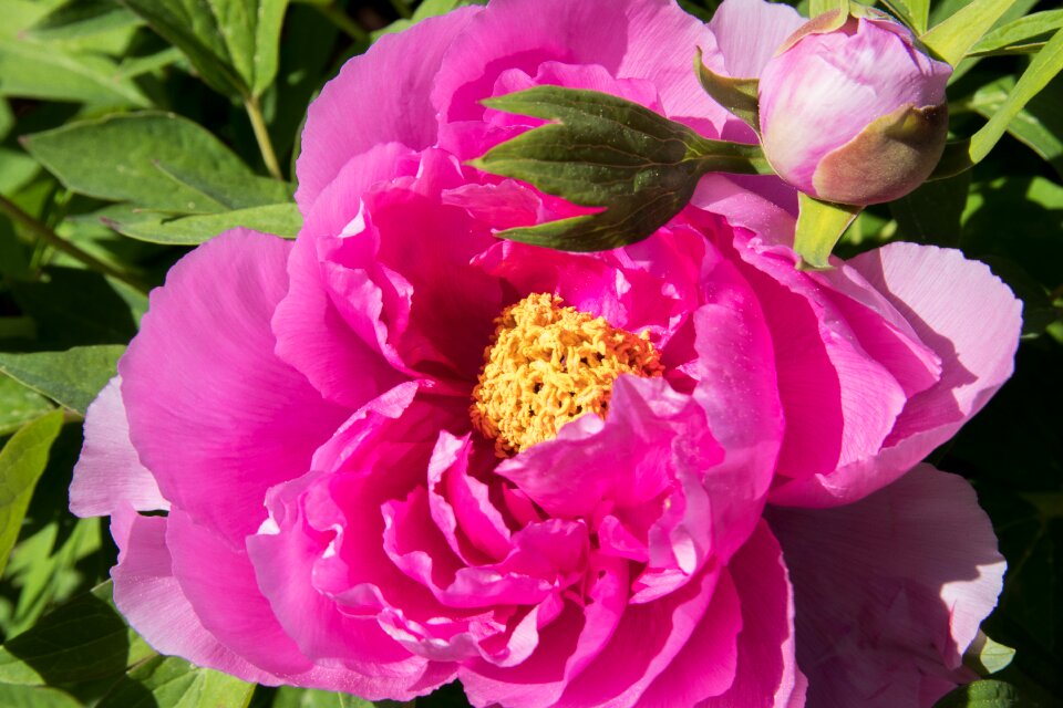 Blossom bloom ornamental plant