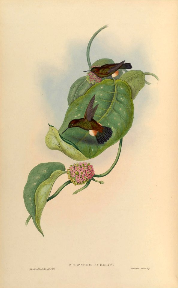 Eriocnemis aureliae = Haplophaedia aureliae [1]