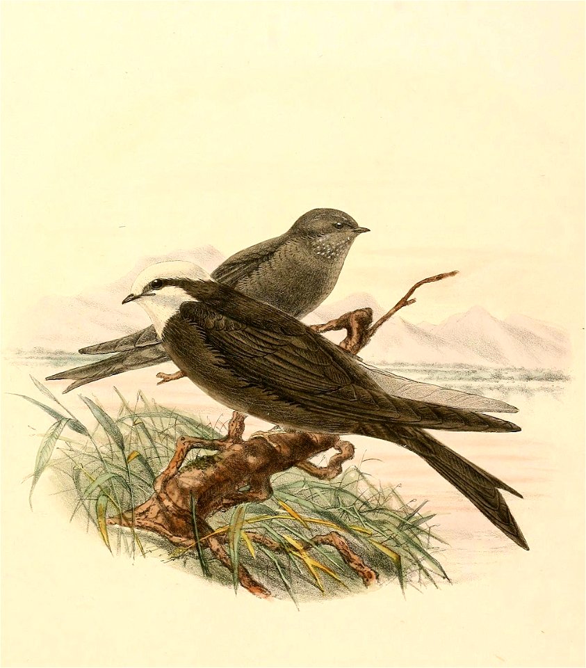 « Psalidoprocne albiceps » = Psalidoprocne albiceps (White-headed Saw-wing)