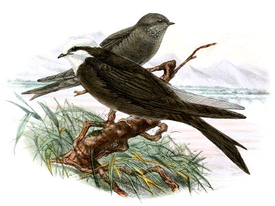 « Psalidoprocne albiceps » = Psalidoprocne albiceps (White-headed Saw-wing)