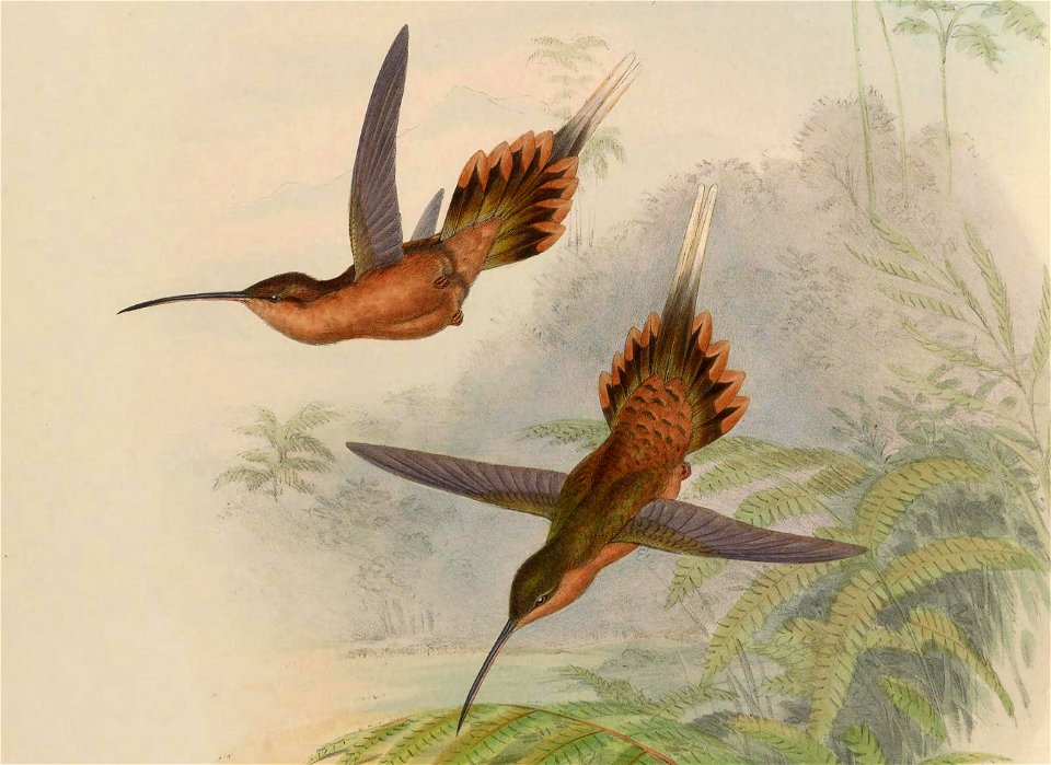 Phaethornis philippii
