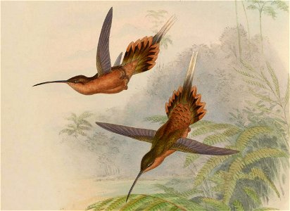 Phaethornis philippii