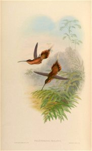 Phaethornis philippii