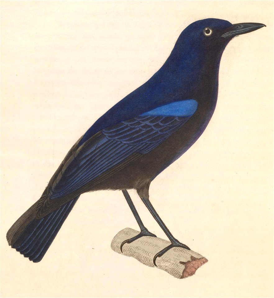 English:  « Pitta glaucina » = Myophonus glaucinus (Javan Whistling Thrush) - maleFrançais :  « Pitta glaucina » = Myophonus glaucinus (Arrenga bleuet) - m