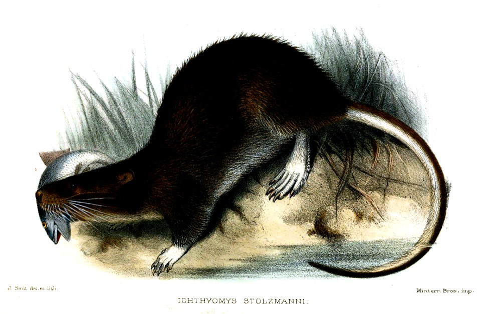 Icthyomys stolzmanni