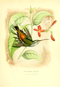 Phaethornis augusti