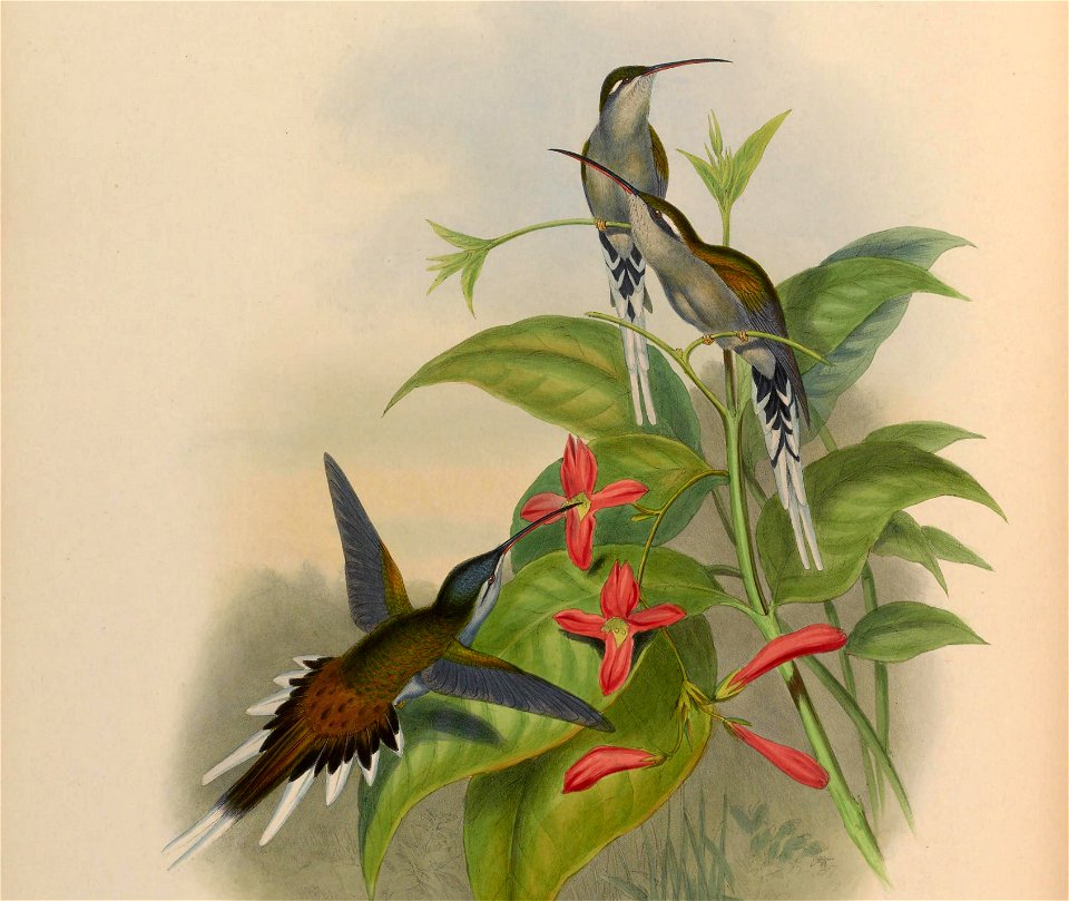 Phaethornis augusti