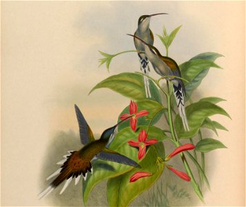 Phaethornis augusti