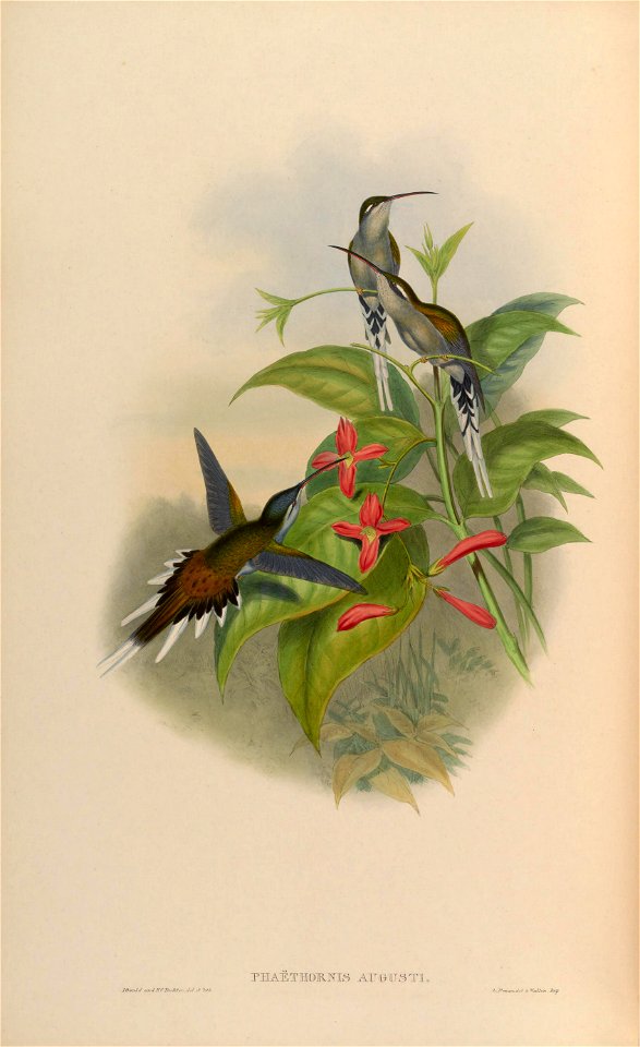 Phaethornis augusti