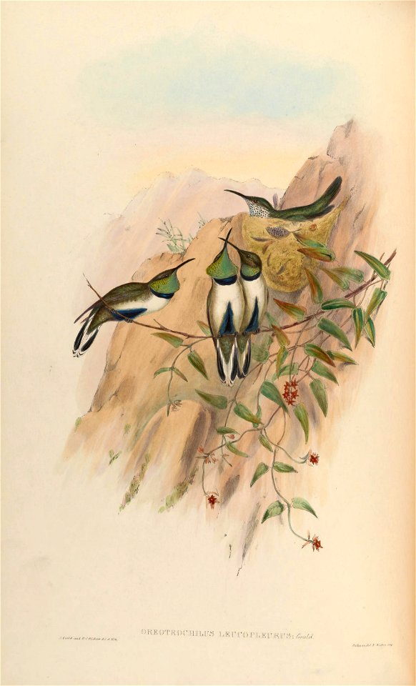 Oreotrochilus leucopleurus