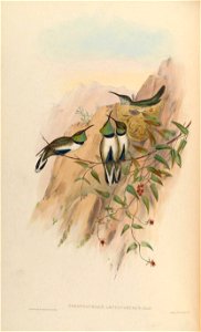 Oreotrochilus leucopleurus