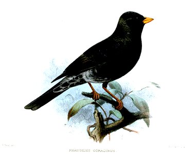 Phrygilus fruticeti coracinus