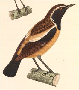 English:  « Saxicola bifasciata » = Campicoloides bifasciatus (Buff-streaked Chat)Français :  « Saxicola bifasciata » = Campicoloides bifasciatus (Tarier b